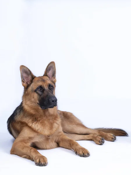 Portrait d'un grand berger allemand, 3 ans, corps entier, couché sur fond blanc, espace-copie — Photo