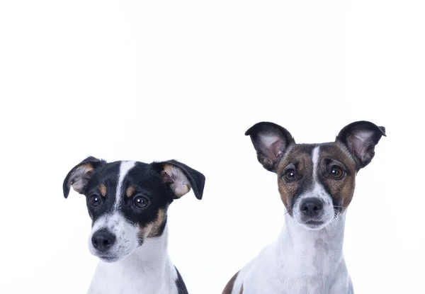 Dos Jack Russell Terrier de color marrón, blanco y negro posando en un estudio, en la cabeza, aislado sobre un fondo blanco, espacio para copiar — Foto de Stock