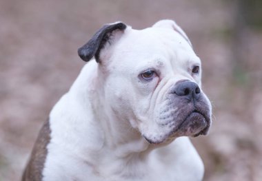 Yüzünde komik bir ifade, seçici odaklanma ve göze odaklanma olan beyaz ve kahverengi bir İngiliz Bulldog kafası portresi.