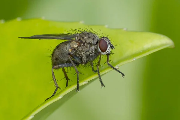 Macro fermée, se concentrer sur les yeux rouges. Mouche domestique sur feuille isolée sur fond rose. Éducation et concept naturel — Photo