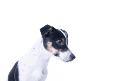 Kahverengi, siyah ve beyaz Jack Russell Terrier stüdyoda poz veriyor, köpek sola bakıyor, vesikalık, beyaz arka planda izole edilmiş, bir sürü kopya alanı var.