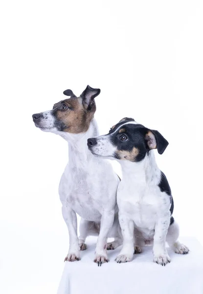 Dos Jack Russell Terrier de color marrón, blanco y negro posando en un estudio, aislado sobre un fondo blanco, espacio para copiar — Foto de Stock