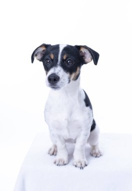 Kahverengi, siyah beyaz Jack Russell Terrier stüdyoda poz veriyor, köpek kameraya bakıyor, beyaz arka planda izole edilmiş, kopyalama alanı var.