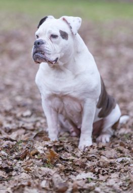 Beyaz ve kahverengi bir İngiliz Bulldog köpeği, ormanda oturur, yüzünde komik bir ifade olan bir portre, seçici odaklanma, gözlere odaklanma