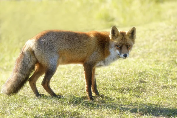 Een Prachtige Wilde Red Fox Vos Kijkt Recht Camera — Stockfoto