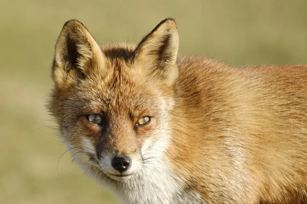 Een Prachtige Wilde Red Fox Vos Kijkt Recht Camera Een — Stockfoto