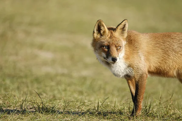 Een Prachtige Wilde Red Fox Vos Kijkt Recht Camera Een — Stockfoto