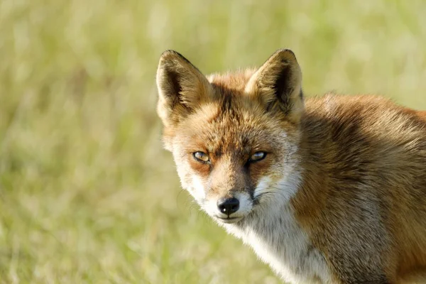Ein Prächtiger Wilder Rotfuchs Der Fuchs Blickt Direkt Die Kamera — Stockfoto
