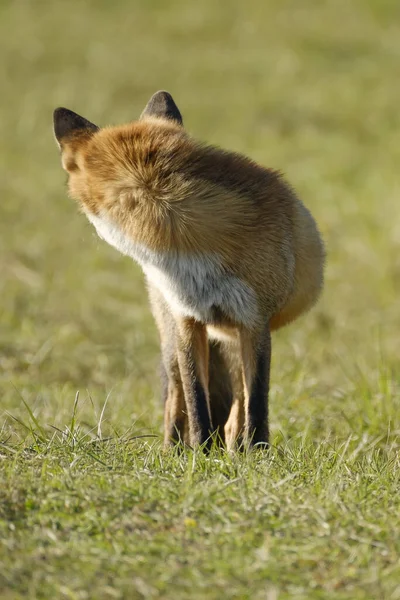 Wspaniały Dziki Red Fox Polujący Jedzenie Lis Patrzy Siebie — Zdjęcie stockowe