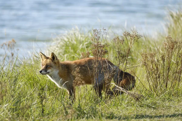 Ein Prächtiger Wilder Rotfuchs Auf Der Jagd Nach Nahrung Langen — Stockfoto