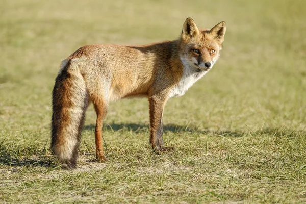 Uma Magnífica Raposa Vermelha Selvagem Raposa Olha Diretamente Para Câmera — Fotografia de Stock