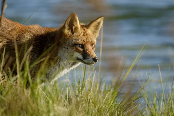 Een Prachtige Wilde Red Fox Jacht Naar Voedsel Eten Het — Stockfoto