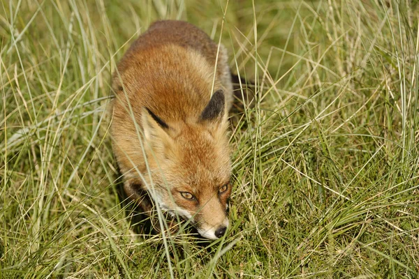 Een Prachtige Wilde Rode Vos Jacht Naar Voedsel Eten Het — Stockfoto