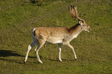 Nadasa bırakılmış bir geyik çimenlerde yürüyor, güneşte bir nehrin yanında, Hollanda 'da..