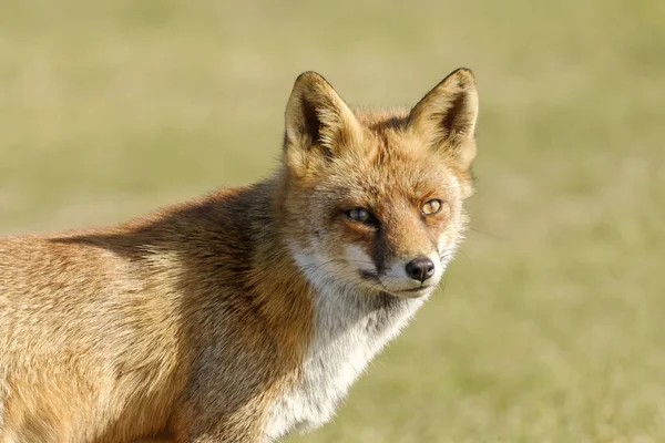 Μια Υπέροχη Άγρια Κόκκινη Αλεπού Αλεπού Κοιτάζει Κατευθείαν Στην Κάμερα — Φωτογραφία Αρχείου