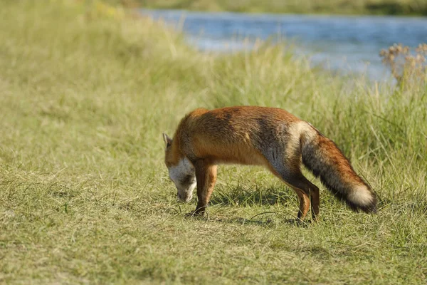 Ein Prächtiger Wilder Rotfuchs Auf Der Jagd Nach Nahrung Langen — Stockfoto