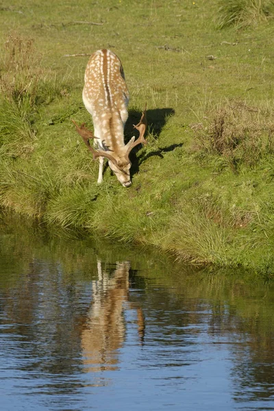 Een Damhert Dat Gras Eet Naast Een Rivier Zon Nederland — Stockfoto