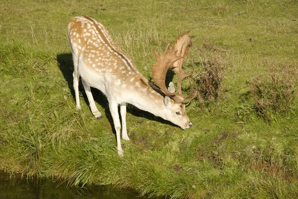 Een Damhert Dat Gras Eet Naast Een Rivier Zon Nederland — Stockfoto