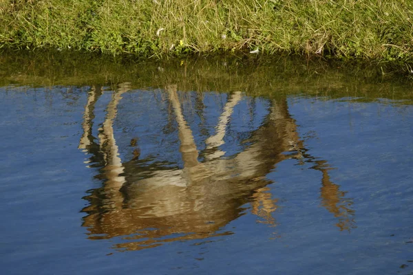 Daino Che Mangia Erba Vicino Fiume Sole Refelction Water Paesi — Foto Stock