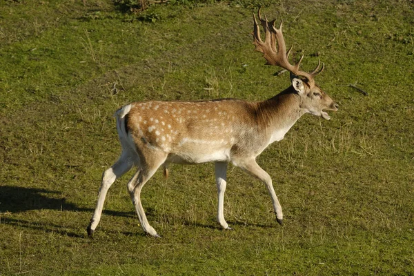 Nadasa bırakılmış bir geyik çimenlerde yürüyor, güneşte bir nehrin yanında, Hollanda 'da..