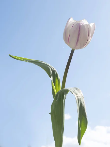 Білий Тюльпан Рожевими Смугами Зеленим Листям Сфотографований Знизу Фоні Блакитного — стокове фото