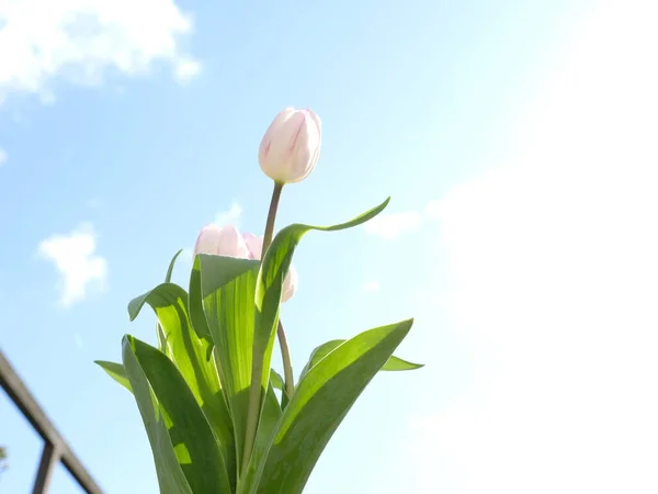 Три Білі Тюльпани Рожевими Смугами Зеленим Листям Сфотографовані Знизу Фоні — стокове фото