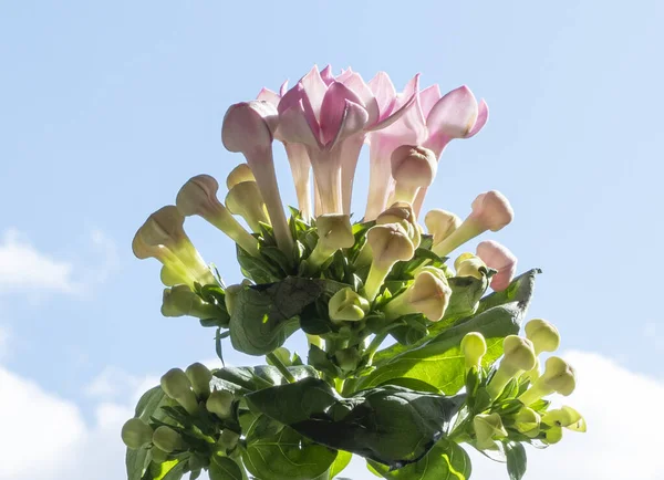 Весняні Квіткові Гілки Рожеві Квіти Квіти Ізольовані Блакитному Небі — стокове фото