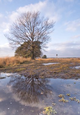 Harika bir manzara. Suyun üzerindeki dramatik günbatımı, ağaçlar ve yapraklar suya yansıdı. doğadaki renk