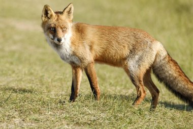 Muhteşem vahşi bir Kızıl Tilki, tilki doğrudan kameraya bakar.