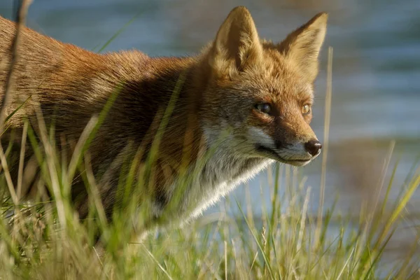 Un magnifique renard roux sauvage, à la recherche de nourriture à manger dans l'herbe longue, l'eau en arrière-plan, headshot — Photo