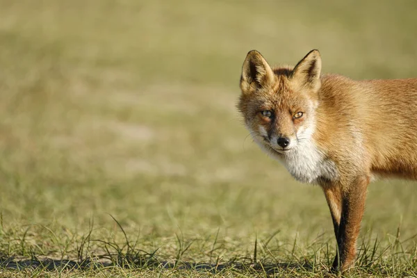 Una magnifica Volpe Rossa selvaggia, la volpe guarda dritto nella fotocamera, parte dell'anima — Foto Stock