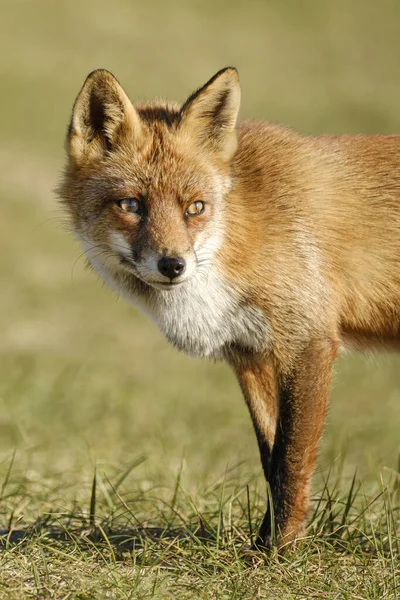 Wspaniały dziki Red Fox, lis patrzy prosto w kamerę, część animy — Zdjęcie stockowe