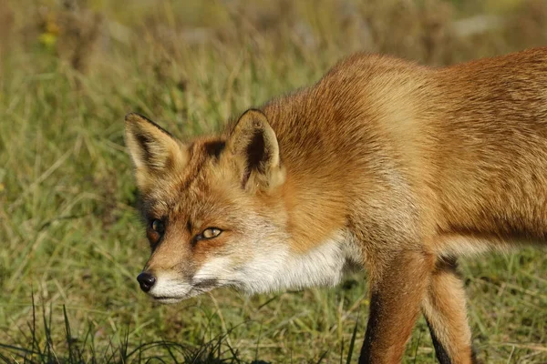 壮大な野生のレッドフォックス、長い草の中で食べるために食べ物を狩る — ストック写真