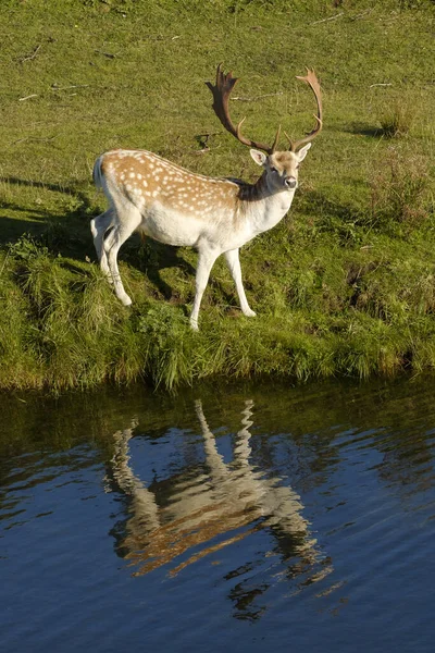 Un cerf en jachère regardant une caméra, près d'une rivière, refelction dans l'eau, Pays-Bas — Photo