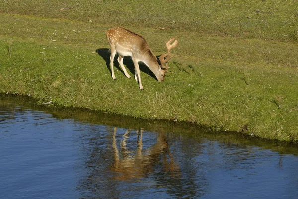 Um cervo pousio comendo grama, ao lado de um rio ao sol, refelction na água, Países Baixos — Fotografia de Stock