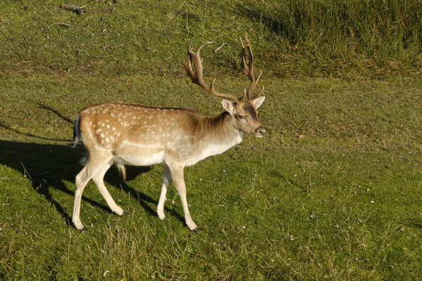 A fallow deer looking at camera, next to a river in the sun, the Netherlands — Stock Photo, Image