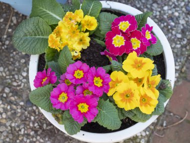 Pembe ve sarı Primula çiçekleri yukarıdan çekilmiş beyaz bir saksıda..