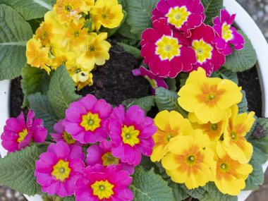 Beyaz bir saksıda pembe ve sarı Primula çiçekleri. Yukarıdan yakından çekilmiş..