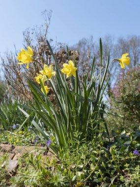 Bahçedeki nergisler yandan fotoğraflanmış..