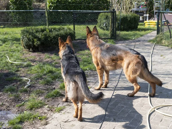 Porträtt Två Tyska Shepherd Hundarna Vakar Över Terrängen Tillsammans — Stockfoto