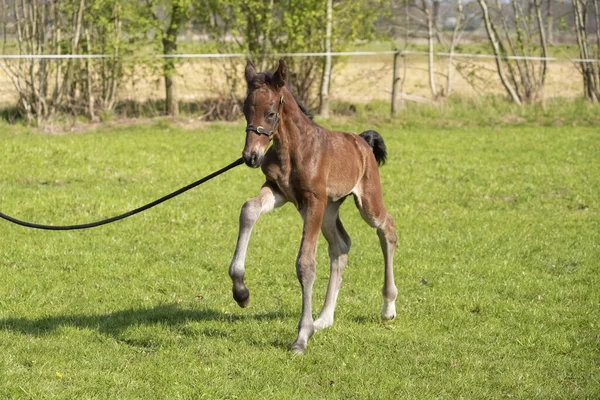 Piccolo Cavallo Marrone Appena Nato Piedi Accanto Alla Madre Sdraiato — Foto Stock