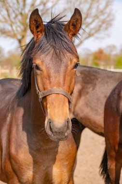 Önünde güzel, genç, atlayan bir at kafası, kahverengi bir resim..