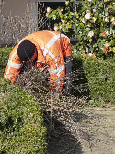 Садовник обрезает кусты, расчищает ветви, весну — стоковое фото