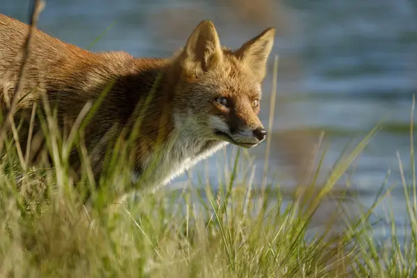 Een prachtige wilde Red Fox, op jacht naar voedsel om te eten in het lange gras, water op de achtergrond, headshot — Stockfoto