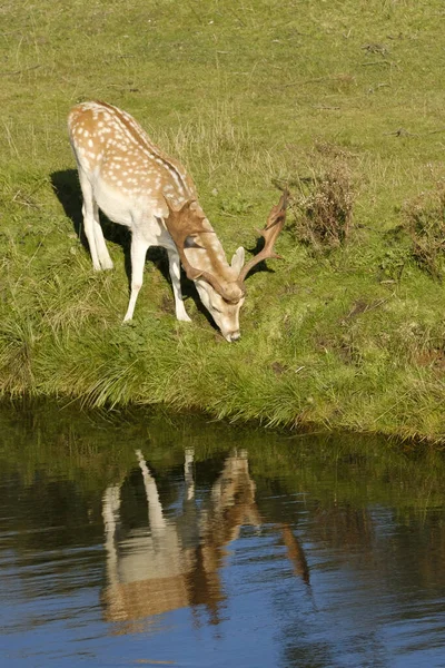 Une jachère mangeant de l'herbe, près d'une rivière au soleil, aux Pays-Bas — Photo