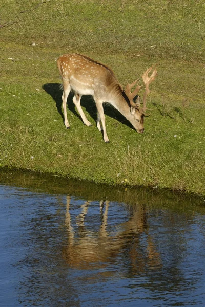 Um cervo pousio comendo grama, ao lado de um rio ao sol, refelction na água, Países Baixos — Fotografia de Stock
