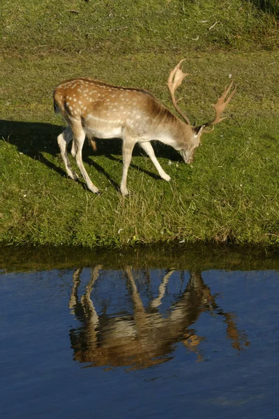 Seekor rusa yang makan rumput, di samping sungai di bawah sinar matahari, refelction di dalam air, Belanda — Stok Foto