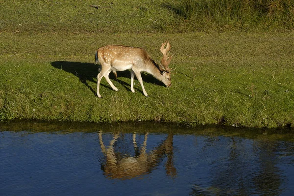 Um cervo pousio comendo grama, ao lado de um rio ao sol, refelction na água, Países Baixos — Fotografia de Stock