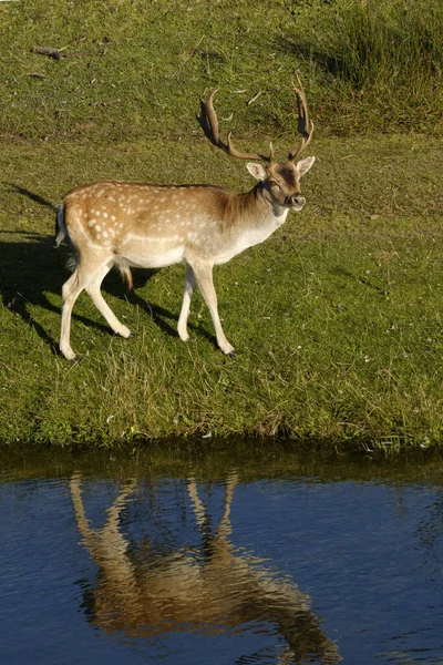 Seekor rusa jatuh menatap kamera, di samping sungai di bawah sinar matahari, Belanda — Stok Foto