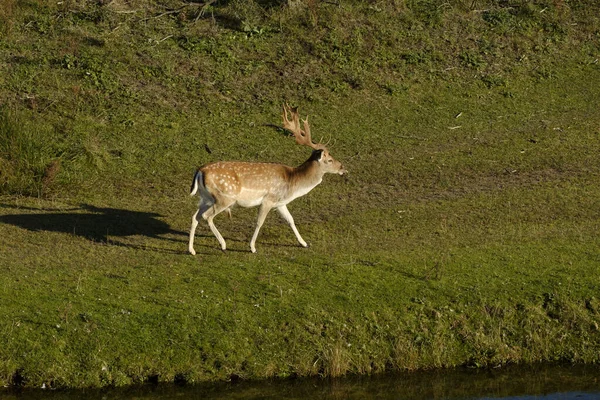 Un cerf de jachère marche dans l'herbe, à côté d'une rivière au soleil, aux Pays-Bas — Photo